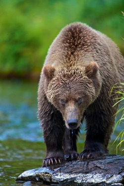 llbwwb:  Death look by Buck Shreck.