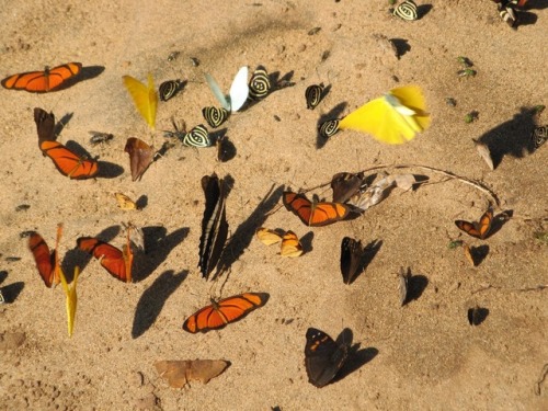 lostrosegarden:Butterflies near Iguassu Falls - Argentina