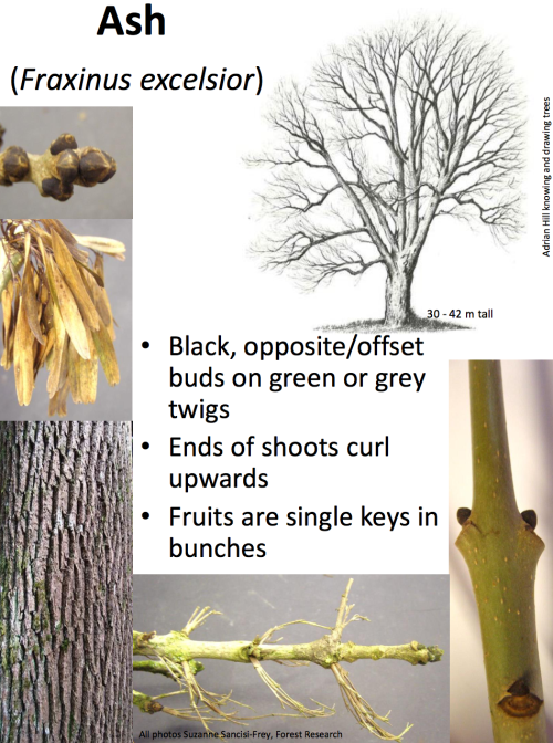 theleafguy: Tree Identification Guide Part 1 From “Identifying Broadleaved Trees in Winte