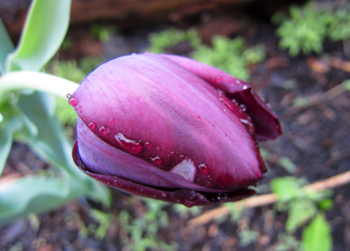 April 2015 - Tulip ‘Queen of the Night’YAY!!! These are my favorite tulips. Dependi