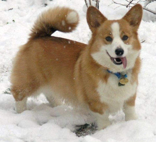 kintatsujo: dandelion-faery:  silverhawk:  silverhawk:  one of my favorite corgi facts - besides how they’re the breed where the term ‘sploot’ comes from bc of how they lay down - is that they’re one of the ONLY small dog breeds that are perfect