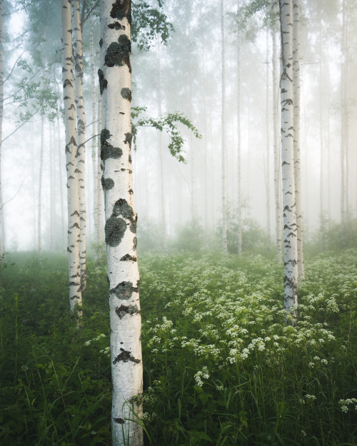 90377:  Ethereal by Niilo Isotaloinstagram.com/niiloi   