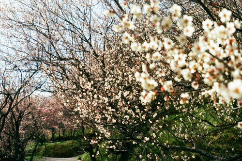 floralls:  by tsukasa*