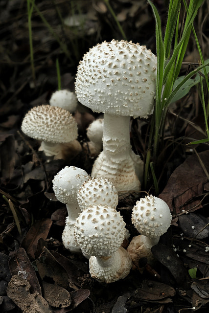 Amanita afrospinosa by andre de kesel on Flickr.