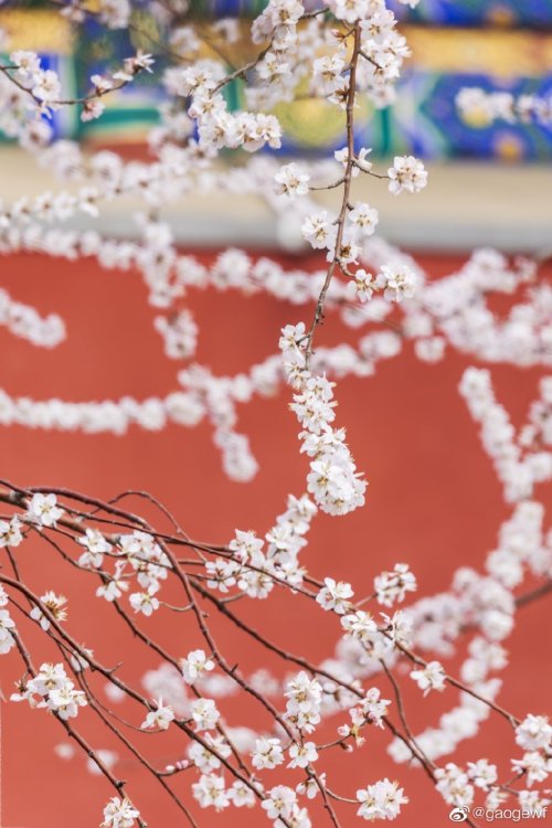 fuckyeahchinesegarden:peach blossom in 阐福寺 chanfu temple, beihai park by 張萌Moe23 | gaogewf