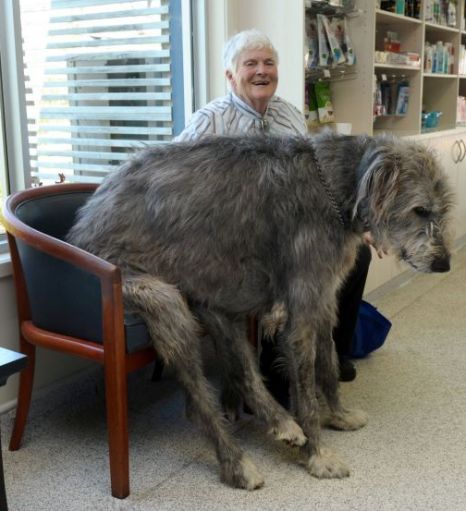 Porn photo escapedosmil:thecutestofthecute:  Irish Wolfhounds