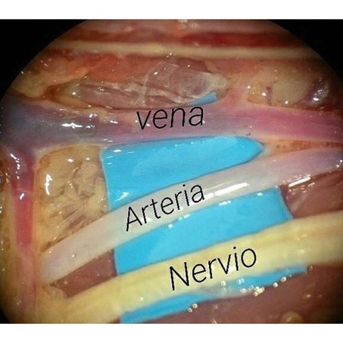 Anatomia básica / Basic Anatomy Vena. /Vein Arteria. /Artery Nervio. /Nervous