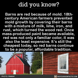 did-you-kno:  Barns are red because of mold. 18th- century American farmers prevented  mold growth by covering their barns  with a mixture of milk, lime, iron, and  rust, which turned the wood red. Once  mass-produced paint became available,  red was