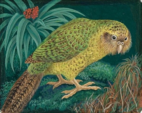 heartbeat-of-leafy-limbs:EILEEN MAYO Kakapo [2005]