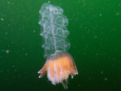 astronomy-to-zoology:  Hula Skirt Siphonophore (Physophora hydrostatica) …a species of deep sea siphonophore that is widespread in the Atlantic, Pacific and Indian Oceans. Like all siphonophores P.hydrostatica is not a single animal but a colony of