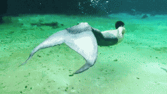 The Tall Merman
