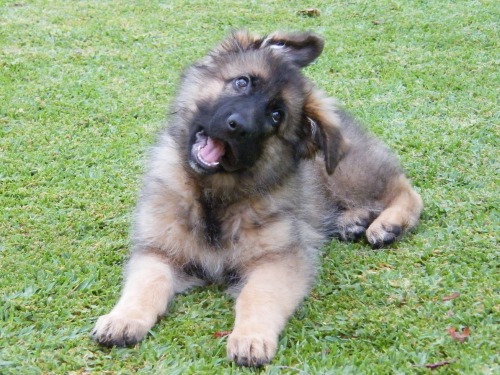 thecutestofthecute:  German Shepherds and their floppy ears. There is nothing I do not like about this. 