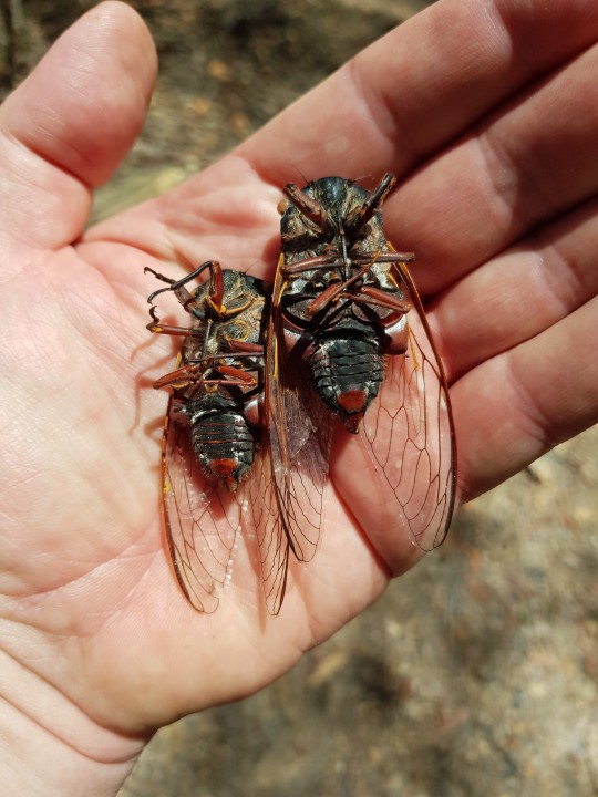 darkinternalthoughts:The double drummers are starting to die of old age, life is short when you’ve got to spend it screaming. They get their name from big dark red tymbal covers which are visible under the wings at rhe base of the abdomen in the