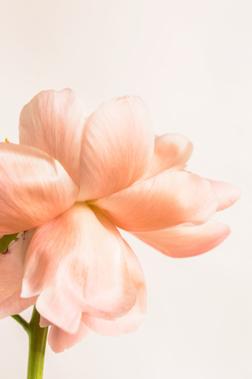 Porn photo botanic-art: Coral Peony ©Botanic Art 