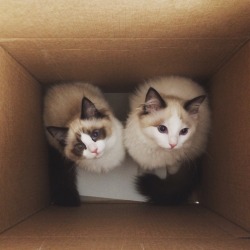 awwww-cute:  The apartment went quiet all of a sudden. Found them like this (Source: http://ift.tt/1TPR9vQ)