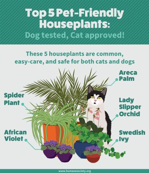 lakenormanhumanenc:Keep Fluffy and Fido Safe in the Garden This Summer! Whatever you’re doing is a