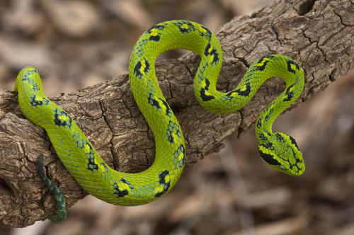reptilefacts:astronomy-to-zoology: Guatemalan Palm Viper (Bothriechis aurifer)Also known as the Yell