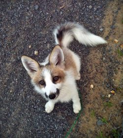 cute-overload:  A Canadian marble fox!http://cute-overload.tumblr.com source: http://imgur.com/r/aww/kJn0xNs