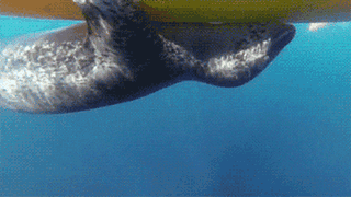 srsfunny:Seal Being A Trollhttp://srsfunny.tumblr.com/