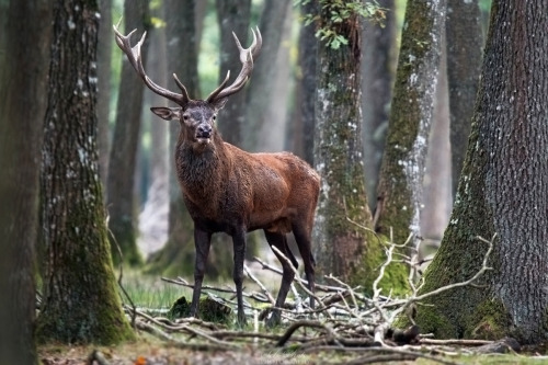 magical-forest-of-dreams: King of the forest! by Seb-Photos