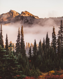 nicholaspeterwilson:  Fall Colors on Mt Rainier National Park. by Nicholas Peter Wilson 