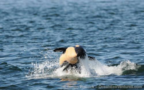 blackfishsound: J50 being tossed in the air (playfully) by J16. Photos by Simon Pidcock.