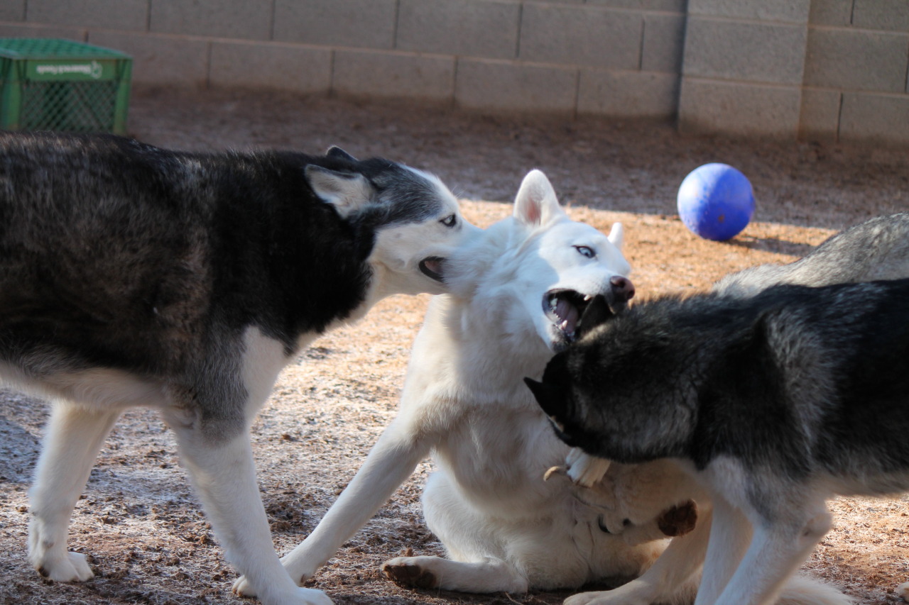 6woofs:  Time to get Loki!