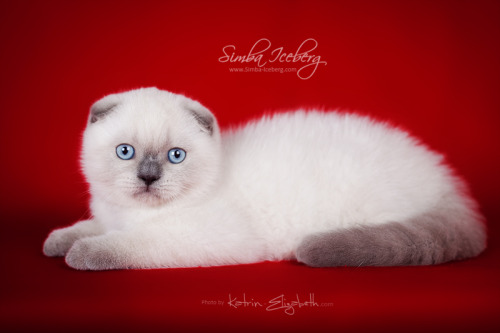 Hello everyone! It’s time to show you new photos of our cute kittens!Simba Iceberg Grace and  Simba 