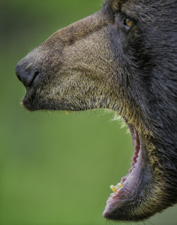 fuck-yeah-bears:  Say Ahhhhhhh… by Daniel