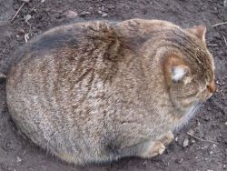 whaoanon:  zhelat:  ovoid  LOOK AT THIS CAT