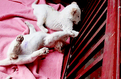 dailyanimals:[x]