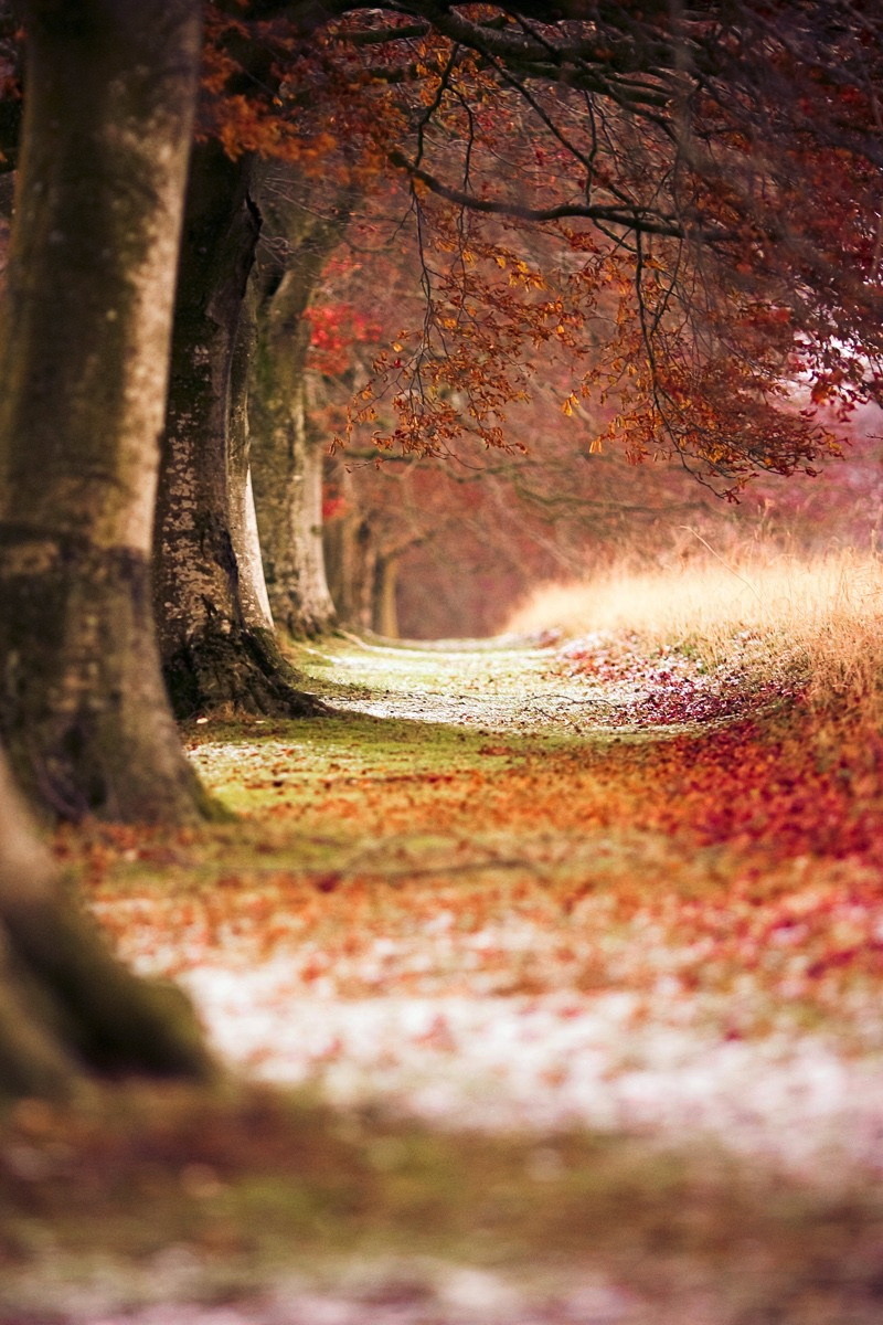 r2&ndash;d2:  Beech Trees by (ronnybryant) 