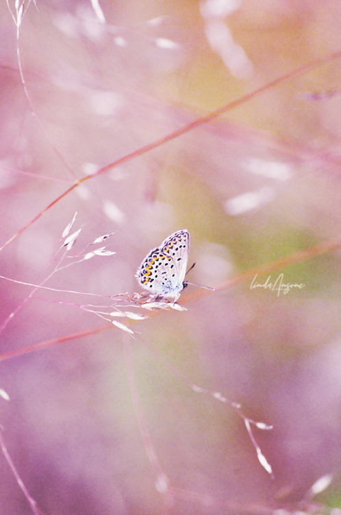 butterfly photography