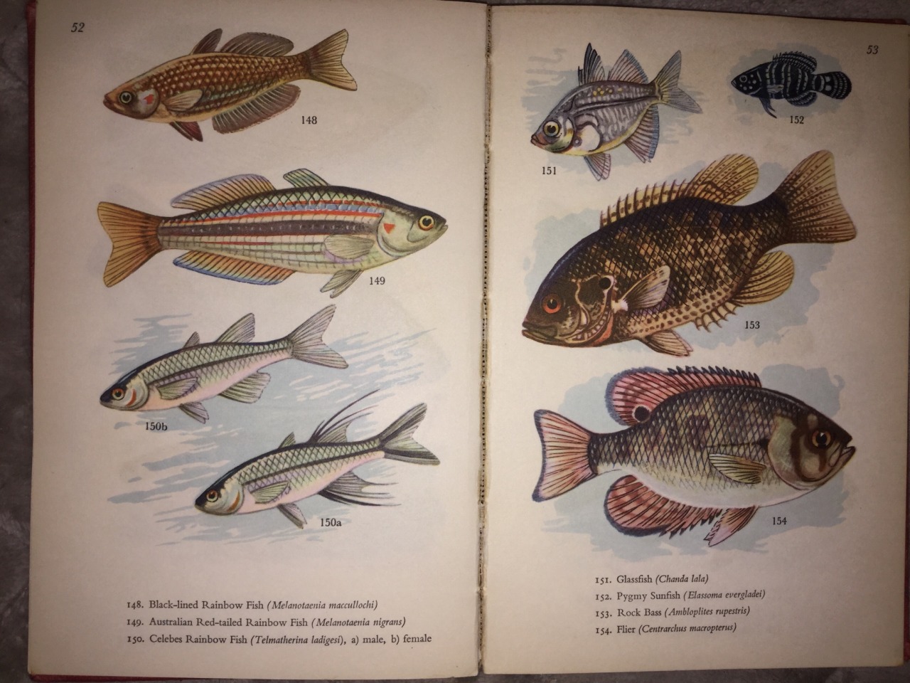 glassfish books glassfish books