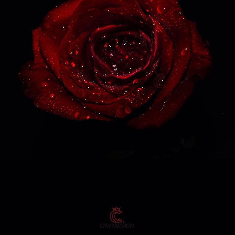 ✦♥{CRWN LUXURY CO.™}✈✦