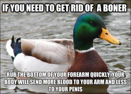 ifangirlinthecorner:  jacked-daniels:  hipsterinatardis:  wolkenteiler:  Actual Advice Mallard.  Bad news for the guy with the forearm fetish.  This duck can save lives.  This is grear 