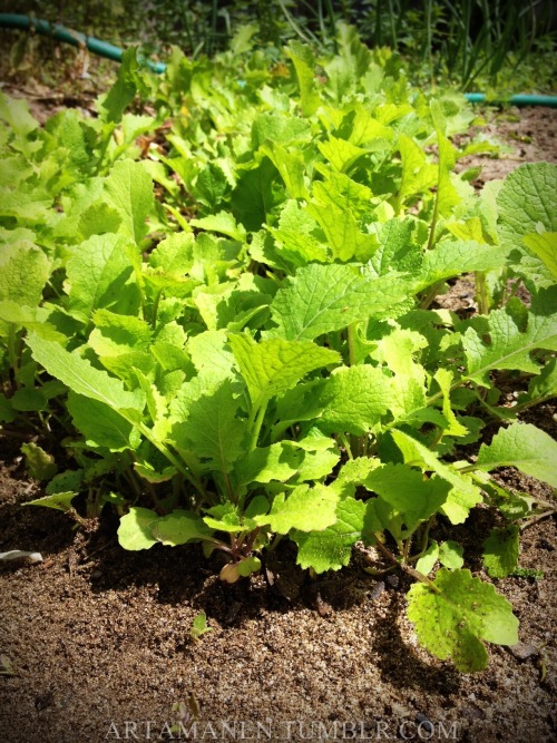 Turnips and cabbage, growing strong. 