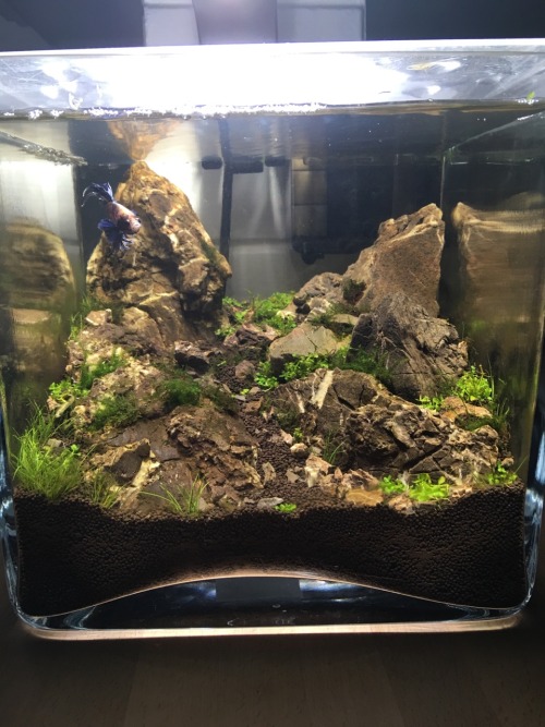 Pico tank for my betta with Kodai stone