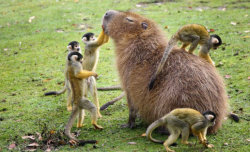 redimire:  El capibara es como ese colega guay que se lleva bien con todo el mundo.