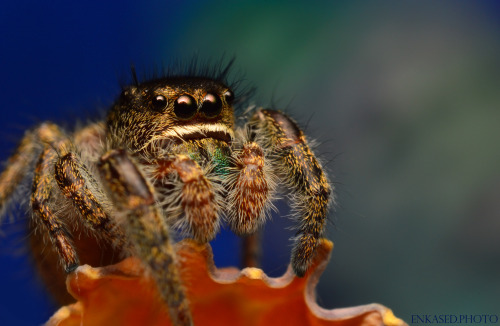 Phidippus Purpuratus, Adult male