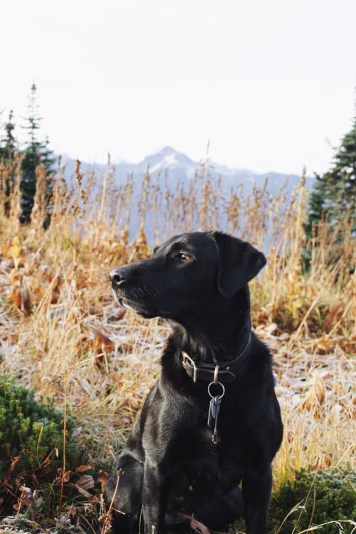 brandonscottherrell:Lux. Lookout Mtn. 2015.