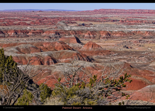 Painted Desert, ArizonaOur last 2 posts have treated petrified wood in various forms (see here 