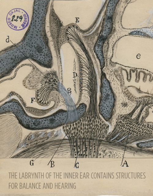 Art and science in beautiful conversation!Here’s a 30-something Santiago Ramón y Cajal hanging out i