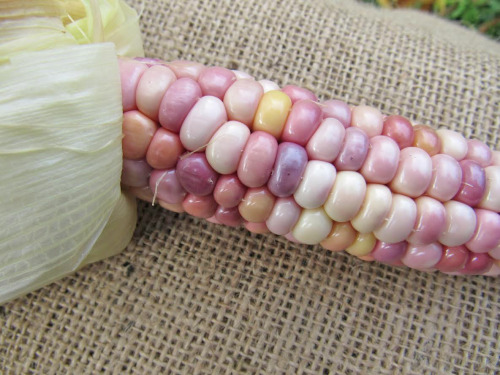 natureisthegreatestartist:Pretty, yes? Here’s an example of the Glass Gem corn I grew this yea