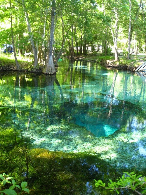 leafletino:  keepcalmandtraveltheworld:  Turquoise Pool, Ginnie Springs, Florida  ive fuckin been here its aweesome 