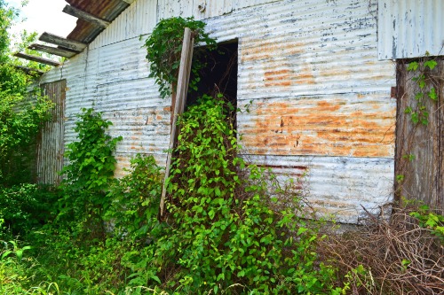 This abandoned little store is in Chapel Hill, Texas.  The sign’s so weathered that we couldn’t tell