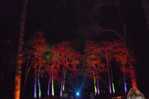 The Enchanted Wood, Part IWestonbirt Arboretum, Gloucestershire. December 2013It&rsquo;s such a magi