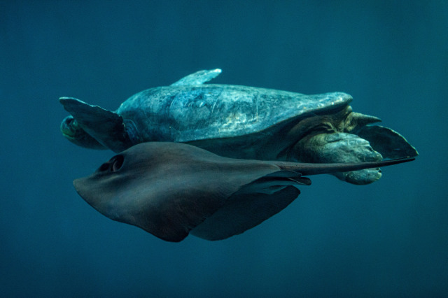 A green sea turtle and a pelagic ray glide side by side against a blue background, with the turtle hovering slightly above the ray. This gives the illusion that the turtle is cruising atop the ray. 