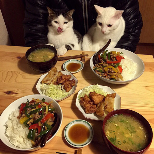 neuromantis:awesome-picz:Japanese Couple Captures Every Time Their Cats Watch Them Eat.This is relev