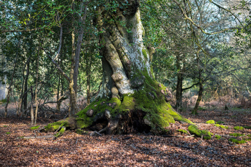 New Forest 3-14 022 by Smiffy157 on Flickr.